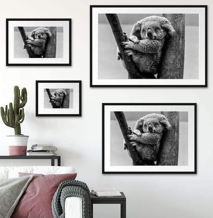 Schlafender Koala im Baum, Monochrome Passepartout Wohnzimmer Rechteckig