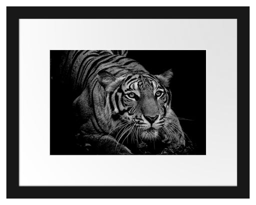 Mächtiger lauernder Tiger, Monochrome Passepartout Rechteckig 30