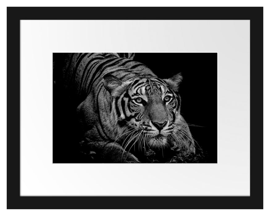 Pixxprint Mächtiger lauernder Tiger, Monochrome, im Galerie-Passepartout Bilderrahmen