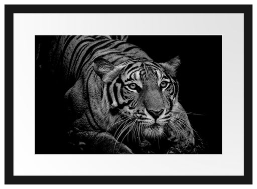 Mächtiger lauernder Tiger, Monochrome Passepartout Rechteckig 40