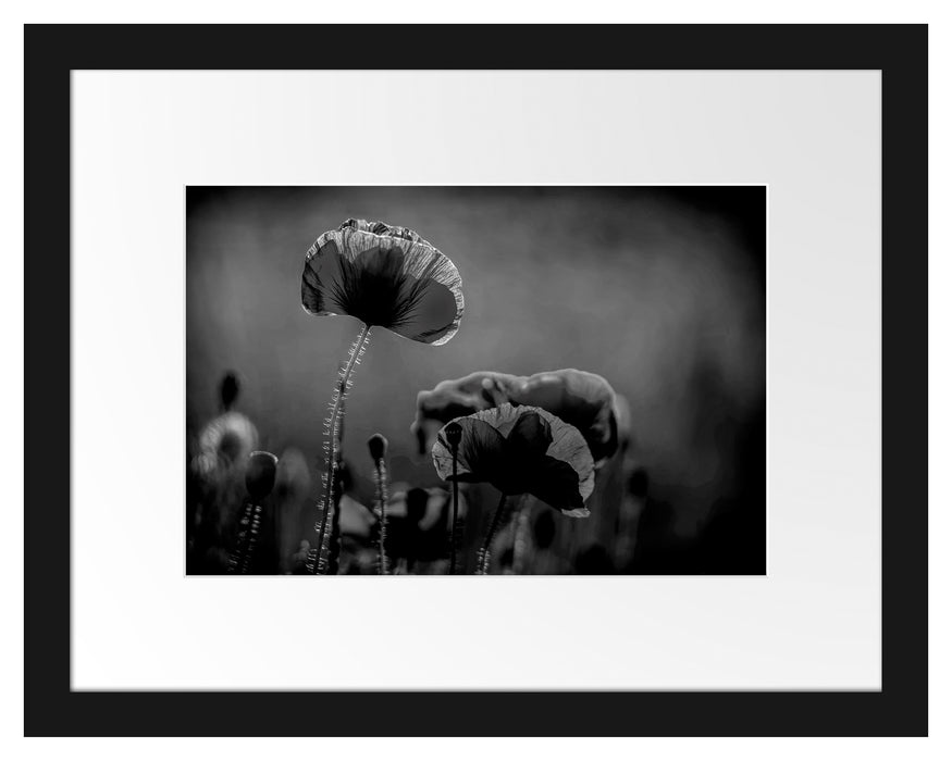 Pixxprint Mohnblumen auf einer Wiese in der Nacht, Monochrome, im Galerie-Passepartout Bilderrahmen