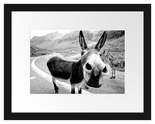 Lustiger Esel auf Straße in den Bergen, Monochrome Passepartout Rechteckig 30