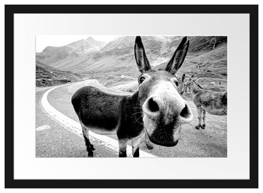 Lustiger Esel auf Straße in den Bergen, Monochrome Passepartout Rechteckig 40