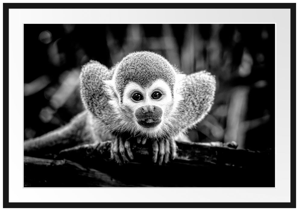 Neugieriges Totenkopfäffchen auf Ast, Monochrome Passepartout Rechteckig 100