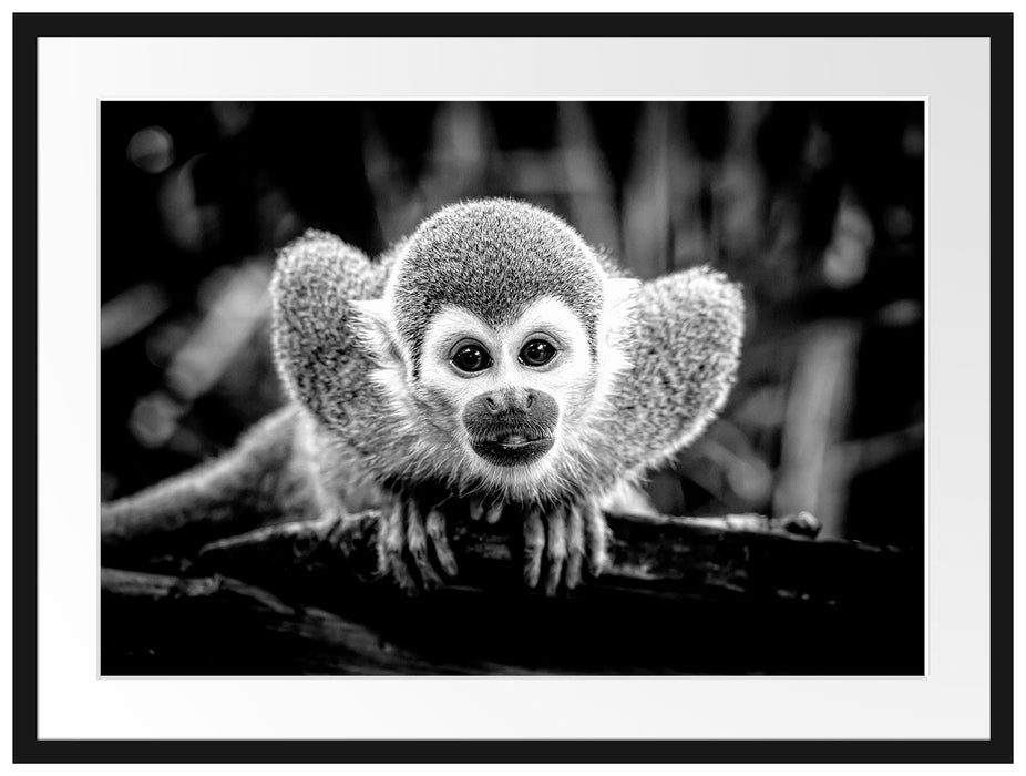 Neugieriges Totenkopfäffchen auf Ast, Monochrome Passepartout Rechteckig 80