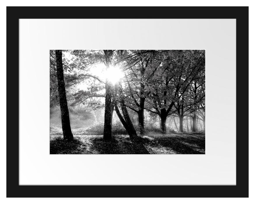 Pixxprint Bunte Herbstbäume sonnenbestrahlt, Monochrome, im Galerie-Passepartout Bilderrahmen