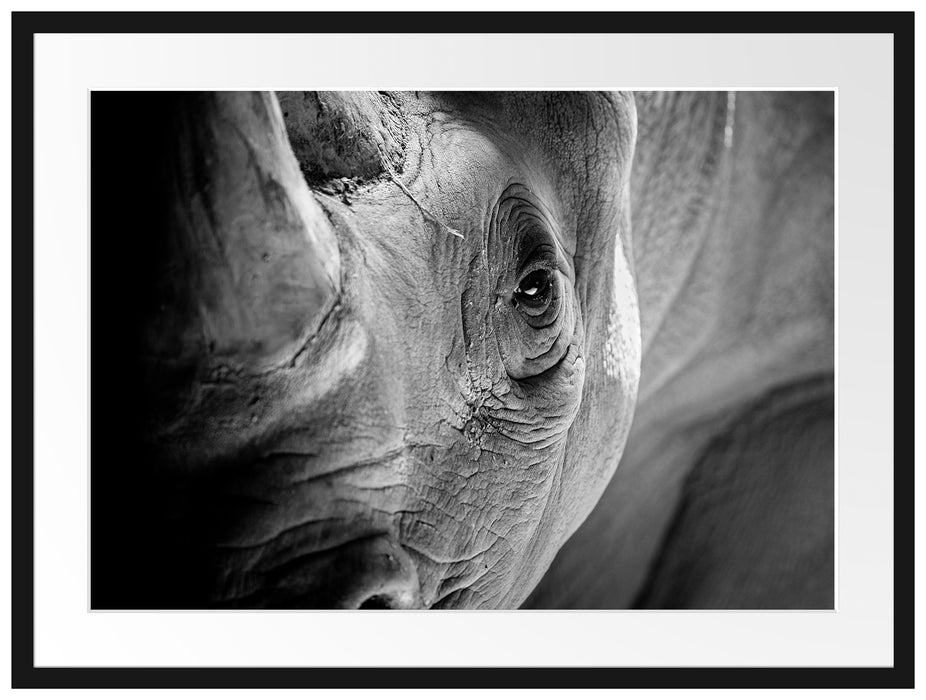 Nahaufnahme eines Nashorn Schwarz-weiß, Monochrome Passepartout Rechteckig 80