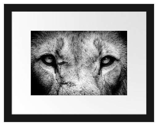 Nahaufnahme Löwe mit gelben Augen, Monochrome Passepartout Rechteckig 30