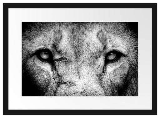 Nahaufnahme Löwe mit gelben Augen, Monochrome Passepartout Rechteckig 40