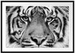 Nahaufnahme Sumatra Tiger, Monochrome Passepartout Rechteckig 100