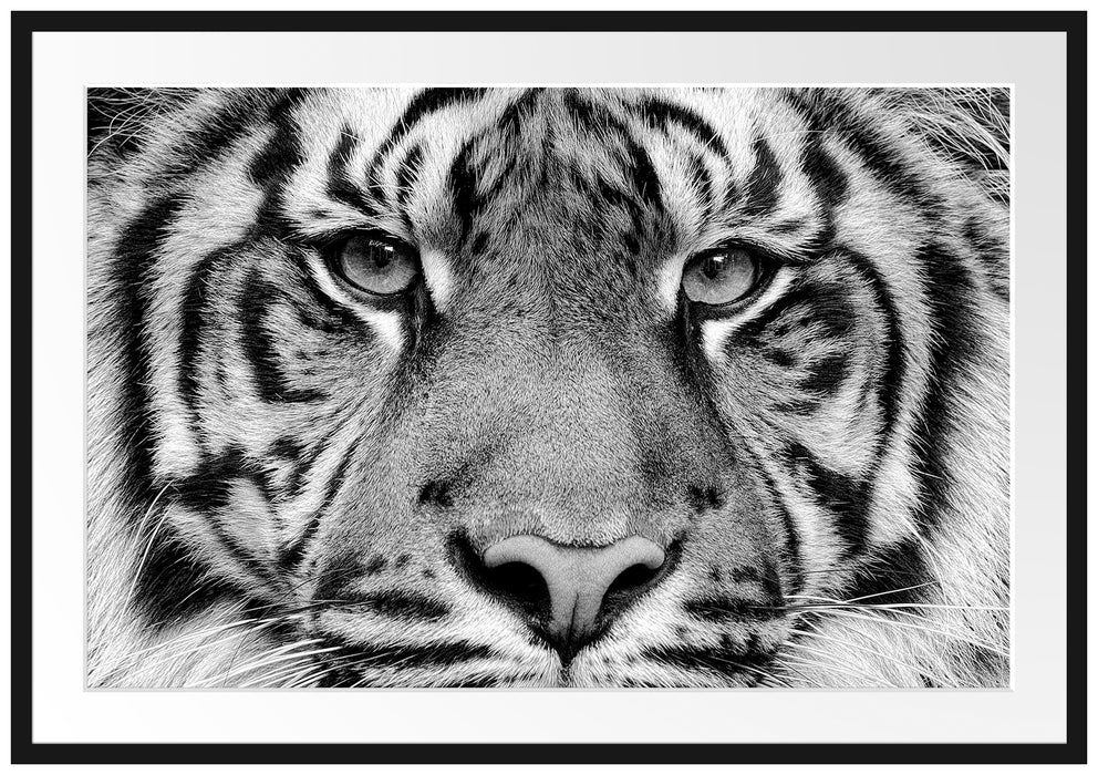 Nahaufnahme Sumatra Tiger, Monochrome Passepartout Rechteckig 100