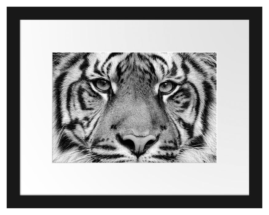 Pixxprint Nahaufnahme Sumatra Tiger, Monochrome, im Galerie-Passepartout Bilderrahmen