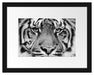 Nahaufnahme Sumatra Tiger, Monochrome Passepartout Rechteckig 30