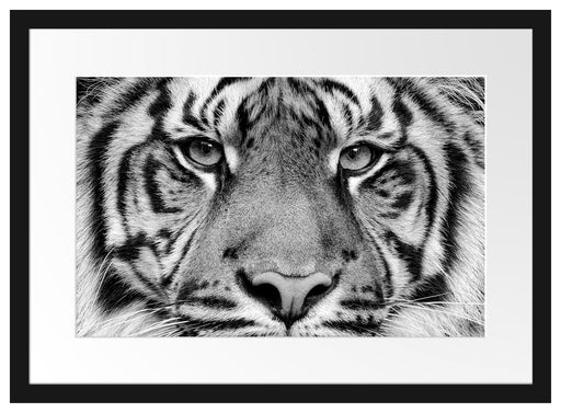 Nahaufnahme Sumatra Tiger, Monochrome Passepartout Rechteckig 40