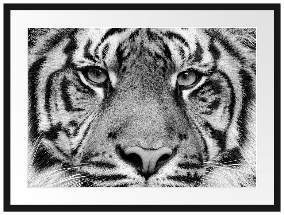 Nahaufnahme Sumatra Tiger, Monochrome Passepartout Rechteckig 80