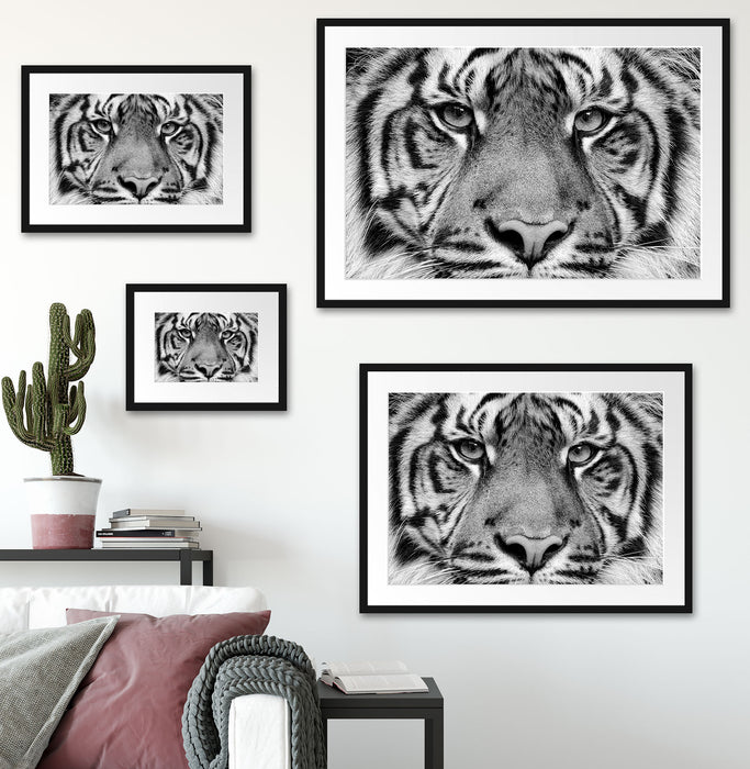 Nahaufnahme Sumatra Tiger, Monochrome Passepartout Wohnzimmer Rechteckig