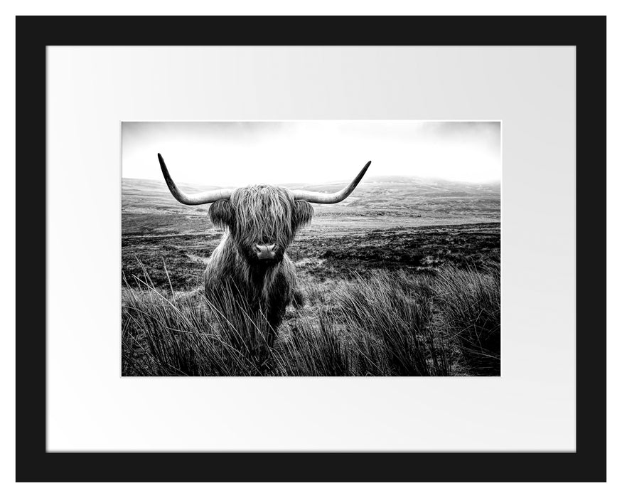 Pixxprint Highland Rind mit großen Hörnern Steppe, Monochrome, im Galerie-Passepartout Bilderrahmen