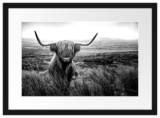 Highland Rind mit großen Hörnern Steppe, Monochrome Passepartout Rechteckig 40