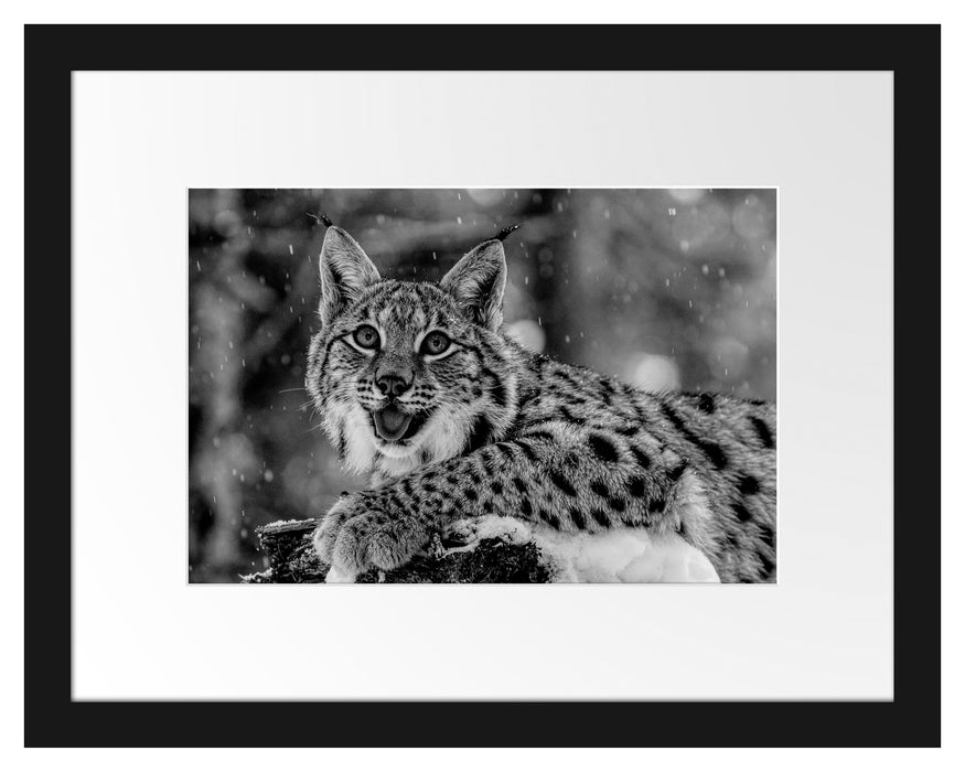 Pixxprint Luchs auf schneebedecktem Baumstumpf, Monochrome, im Galerie-Passepartout Bilderrahmen