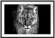 Bedrohlicher Puma Nahaufnahme, Monochrome Passepartout Rechteckig 100