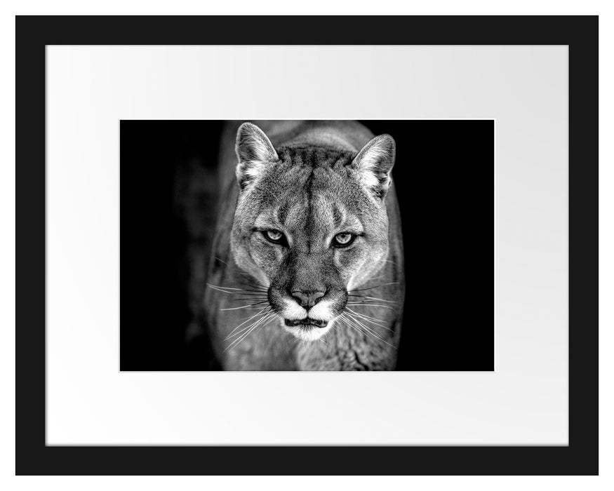 Pixxprint Bedrohlicher Puma Nahaufnahme, Monochrome, im Galerie-Passepartout Bilderrahmen