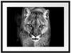 Bedrohlicher Puma Nahaufnahme, Monochrome Passepartout Rechteckig 80