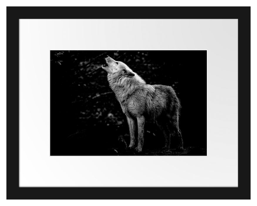 Pixxprint Weißer heulender Wolf im Wald, Monochrome, im Galerie-Passepartout Bilderrahmen