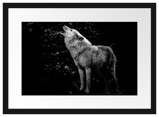 Weißer heulender Wolf im Wald, Monochrome Passepartout Rechteckig 40
