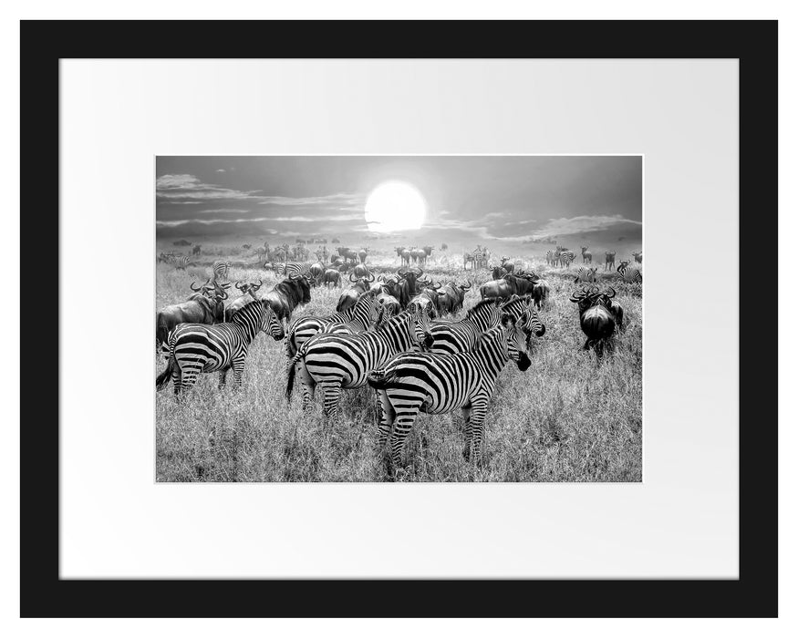 Pixxprint Zebraherde Savanne bei Sonnenuntergang, Monochrome, im Galerie-Passepartout Bilderrahmen