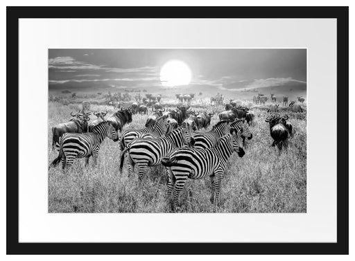 Zebraherde Savanne bei Sonnenuntergang, Monochrome Passepartout Rechteckig 40