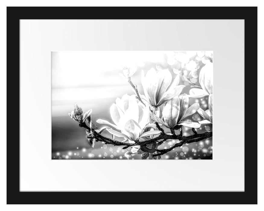 Pixxprint Wunderschöne Magnolien Nahaufnahme, Monochrome, im Galerie-Passepartout Bilderrahmen