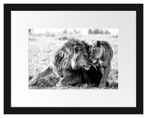 Schmusendes Löwenpaar in der Steppe, Monochrome Passepartout Rechteckig 30