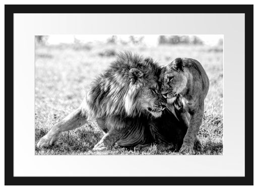 Schmusendes Löwenpaar in der Steppe, Monochrome Passepartout Rechteckig 40