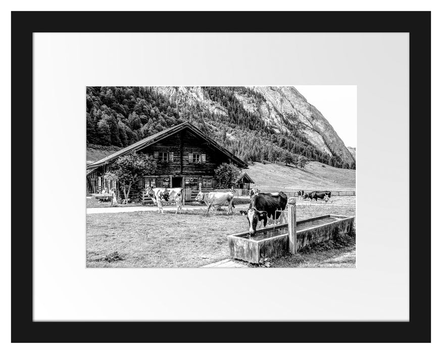 Pixxprint Kühe vor Blochhütte auf Albenweide, Monochrome, im Galerie-Passepartout Bilderrahmen