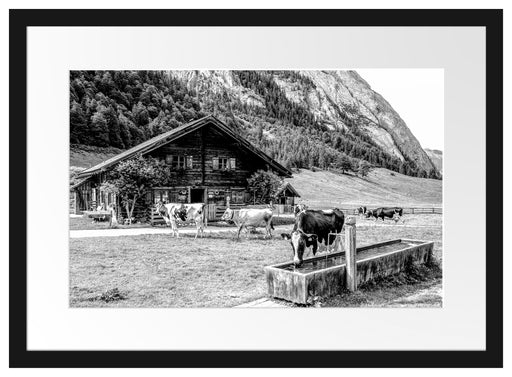 Kühe vor Blochhütte auf Albenweide, Monochrome Passepartout Rechteckig 40