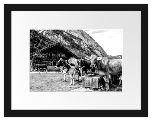 Kühe auf Almwiese am Trog, Monochrome Passepartout Rechteckig 30
