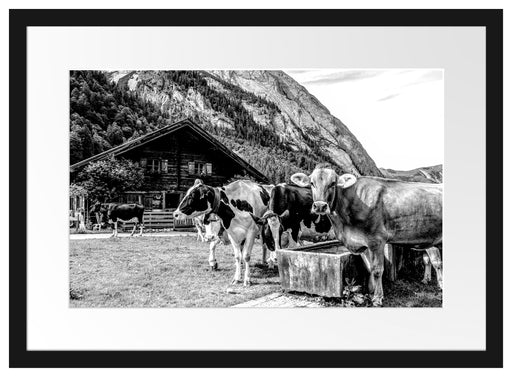 Kühe auf Almwiese am Trog, Monochrome Passepartout Rechteckig 40