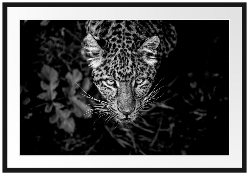 gefährlicher Panther im Wald von oben, Monochrome Passepartout Rechteckig 100