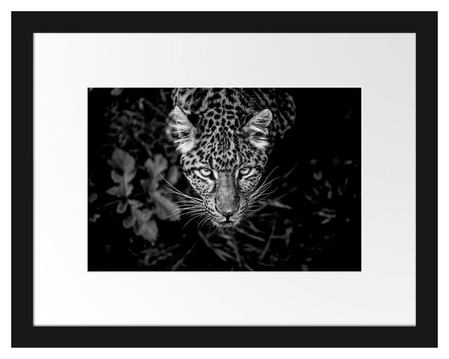 Pixxprint gefährlicher Panther im Wald von oben, Monochrome, im Galerie-Passepartout Bilderrahmen