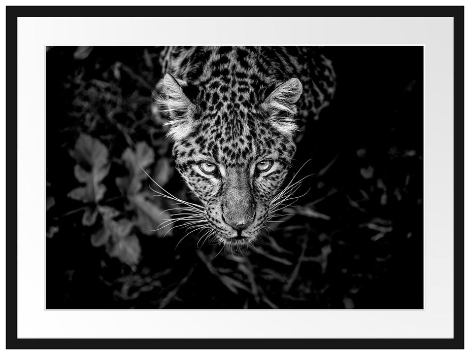 gefährlicher Panther im Wald von oben, Monochrome Passepartout Rechteckig 80