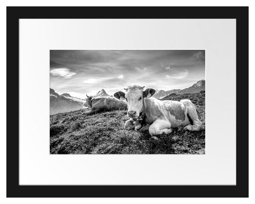 Simmentaler Kühe vor Schweizer Alpen, Monochrome Passepartout Rechteckig 30
