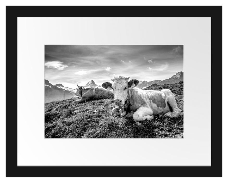 Pixxprint Simmentaler Kühe vor Schweizer Alpen, Monochrome, im Galerie-Passepartout Bilderrahmen