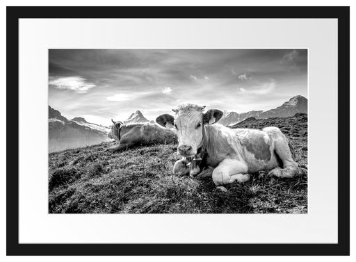Simmentaler Kühe vor Schweizer Alpen, Monochrome Passepartout Rechteckig 40