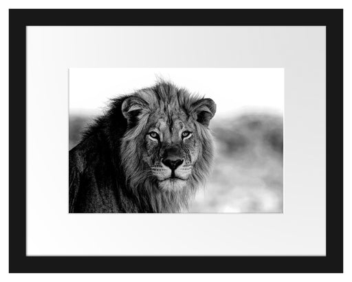 Poträt eines Löwen in der Savanne, Monochrome Passepartout Rechteckig 30