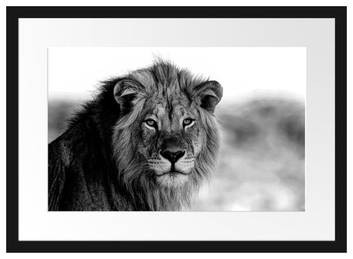 Poträt eines Löwen in der Savanne, Monochrome Passepartout Rechteckig 40