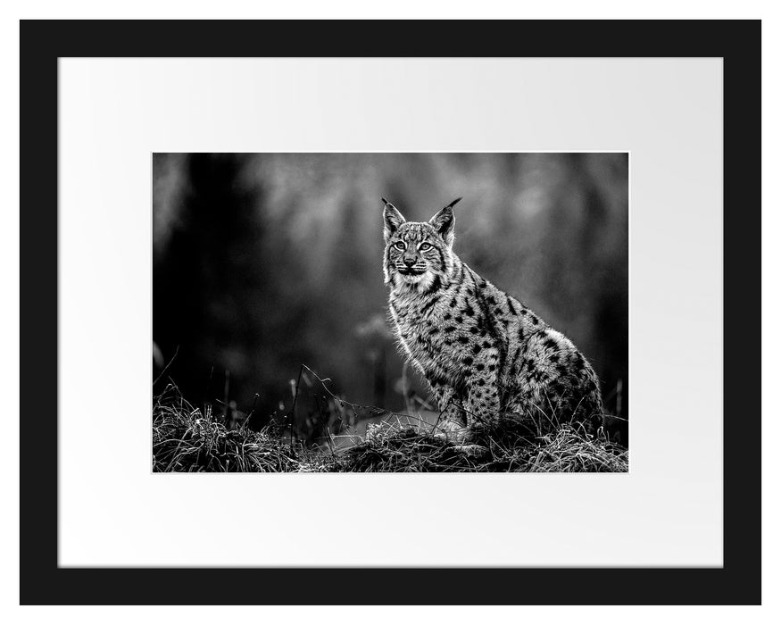 Pixxprint Europäischer Luchs auf Wiese, Monochrome, im Galerie-Passepartout Bilderrahmen