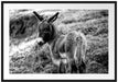 Niedliches Eselkind auf Bergwiese, Monochrome Passepartout Rechteckig 100