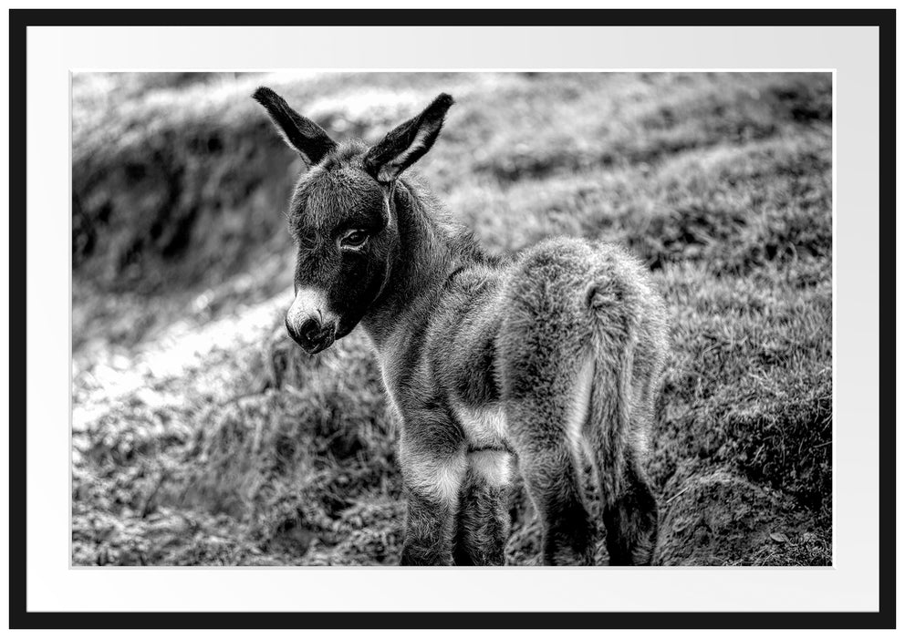 Niedliches Eselkind auf Bergwiese, Monochrome Passepartout Rechteckig 100