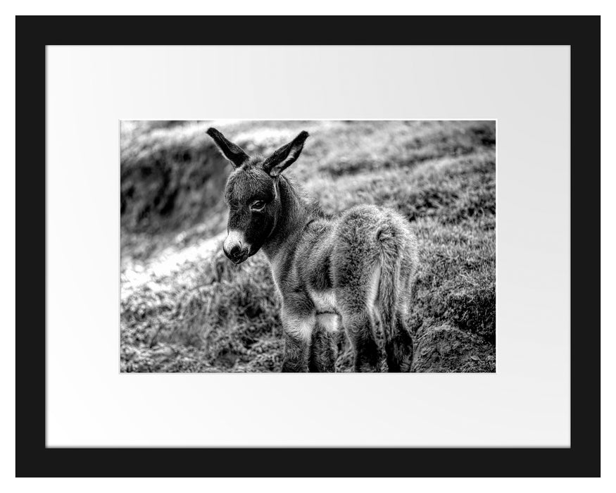 Pixxprint Niedliches Eselkind auf Bergwiese, Monochrome, im Galerie-Passepartout Bilderrahmen
