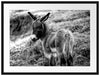 Niedliches Eselkind auf Bergwiese, Monochrome Passepartout Rechteckig 80